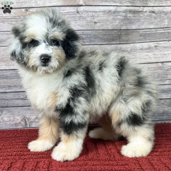 Bentley, Mini Aussiedoodle Puppy